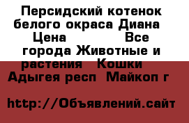 Персидский котенок белого окраса Диана › Цена ­ 40 000 - Все города Животные и растения » Кошки   . Адыгея респ.,Майкоп г.